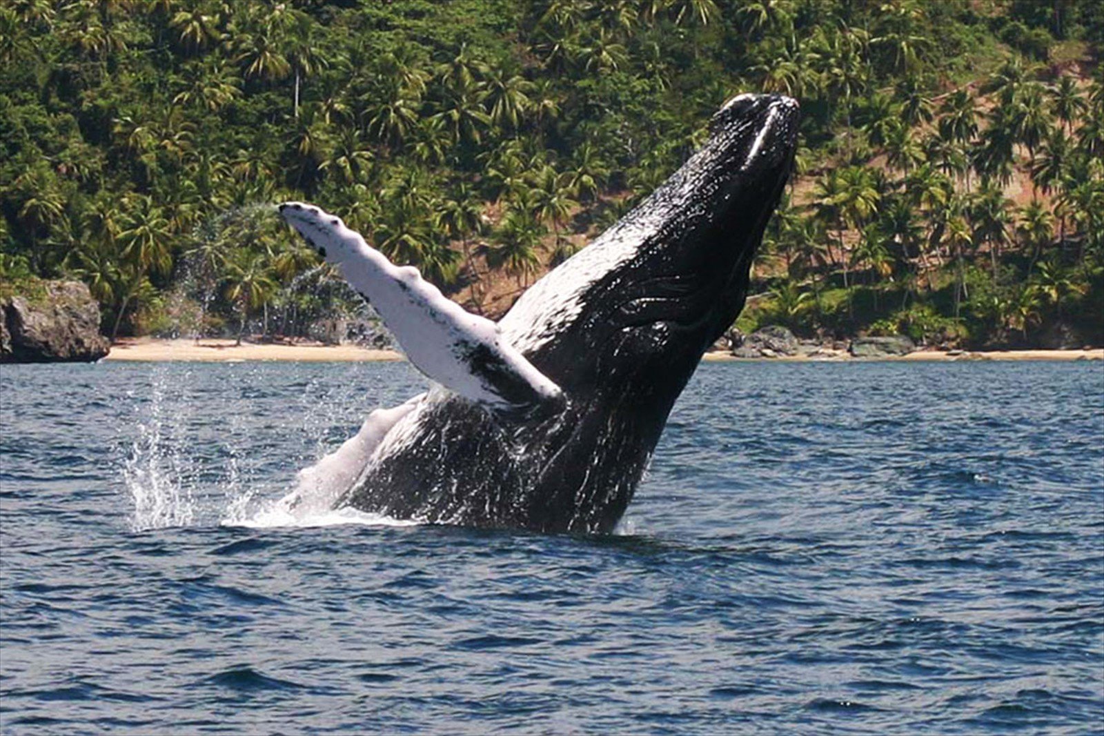 Whale Watching Tour in Samana Bay from Las Terrenas.